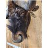 Image 6 : African Black Wildebeest Wall Pedestal Cutaway Taxidermy Mount