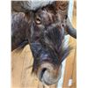 Image 7 : African Black Wildebeest Wall Pedestal Cutaway Taxidermy Mount