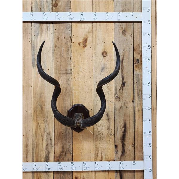 African Kudu Horns On Plaque Taxidermy