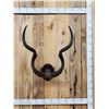 Image 1 : African Kudu Horns On Plaque Taxidermy