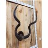 Image 2 : African Kudu Horns On Plaque Taxidermy