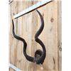 Image 3 : African Kudu Horns On Plaque Taxidermy