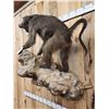 Image 10 : Big African Chakma Baboon Full Body Taxidermy Mount