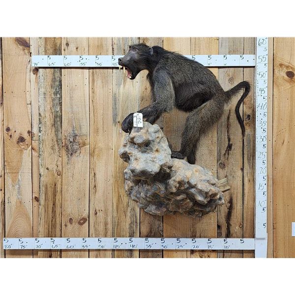Big African Chakma Baboon Full Body Taxidermy Mount