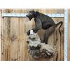 Image 2 : Big African Chakma Baboon Full Body Taxidermy Mount