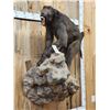 Image 3 : Big African Chakma Baboon Full Body Taxidermy Mount