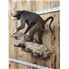 Image 4 : Big African Chakma Baboon Full Body Taxidermy Mount