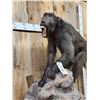 Image 5 : Big African Chakma Baboon Full Body Taxidermy Mount