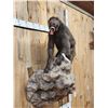 Image 6 : Big African Chakma Baboon Full Body Taxidermy Mount