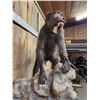 Image 7 : Big African Chakma Baboon Full Body Taxidermy Mount