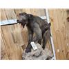 Image 8 : Big African Chakma Baboon Full Body Taxidermy Mount