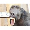 Image 9 : Big African Chakma Baboon Full Body Taxidermy Mount