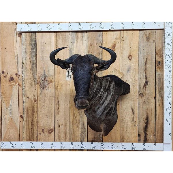 African Blue Wildebeest Wall Pedestal Cutaway Taxidermy Mount