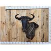 Image 1 : African Blue Wildebeest Wall Pedestal Cutaway Taxidermy Mount