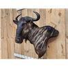 Image 2 : African Blue Wildebeest Wall Pedestal Cutaway Taxidermy Mount