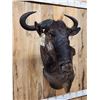 Image 3 : African Blue Wildebeest Wall Pedestal Cutaway Taxidermy Mount
