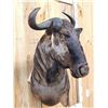 Image 4 : African Blue Wildebeest Wall Pedestal Cutaway Taxidermy Mount