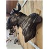 Image 5 : African Blue Wildebeest Wall Pedestal Cutaway Taxidermy Mount