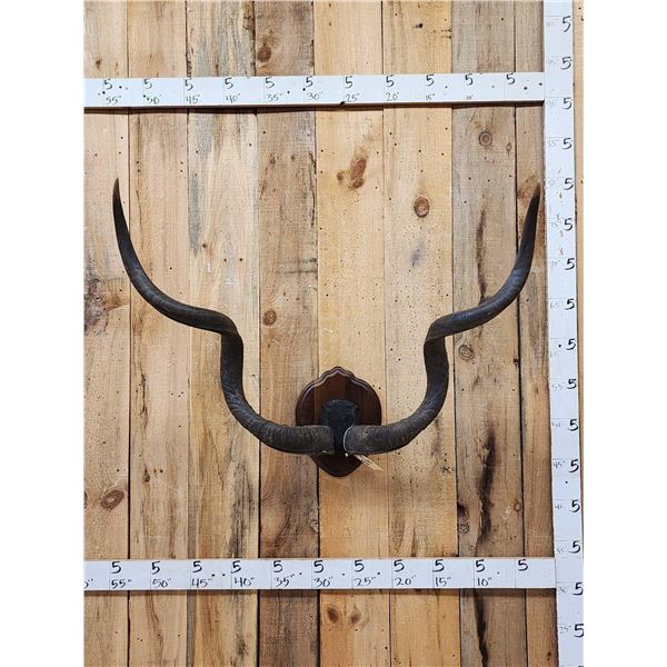 African Kudu Horns On Plaque