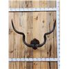 Image 1 : African Kudu Horns On Plaque