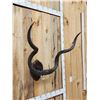 Image 2 : African Kudu Horns On Plaque
