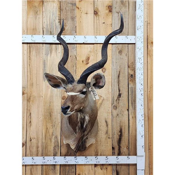 Nice African Kudu Shoulder Mount Taxidermy