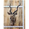 Image 1 : Nice African Kudu Shoulder Mount Taxidermy