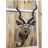 Image 2 : Nice African Kudu Shoulder Mount Taxidermy