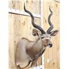 Image 3 : Nice African Kudu Shoulder Mount Taxidermy