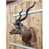 Image 4 : Nice African Kudu Shoulder Mount Taxidermy