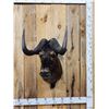 Image 1 : African Black Wildebeest Shoulder Mount Taxidermy