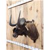 Image 2 : African Black Wildebeest Shoulder Mount Taxidermy