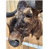 Image 3 : African Black Wildebeest Shoulder Mount Taxidermy