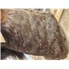 Image 4 : African Black Wildebeest Shoulder Mount Taxidermy