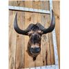 Image 5 : African Black Wildebeest Shoulder Mount Taxidermy