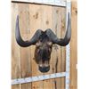 Image 6 : African Black Wildebeest Shoulder Mount Taxidermy