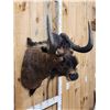 Image 7 : African Black Wildebeest Shoulder Mount Taxidermy