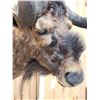 Image 8 : African Black Wildebeest Shoulder Mount Taxidermy