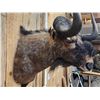 Image 9 : African Black Wildebeest Shoulder Mount Taxidermy