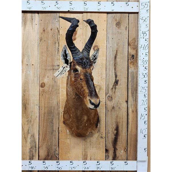 African Red Hartebeest Shoulder Mount Taxidermy