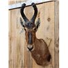 Image 2 : African Red Hartebeest Shoulder Mount Taxidermy