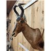 Image 3 : African Red Hartebeest Shoulder Mount Taxidermy