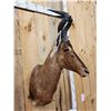 Image 4 : African Red Hartebeest Shoulder Mount Taxidermy