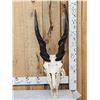 Image 1 : African Eland Skull Taxidermy