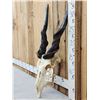 Image 2 : African Eland Skull Taxidermy