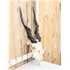 Image 3 : African Eland Skull Taxidermy