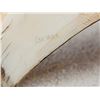 Image 11 : Collection Of Scrimshawed African Warthog Tusks African Artwork
