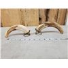 Image 12 : Collection Of Scrimshawed African Warthog Tusks African Artwork