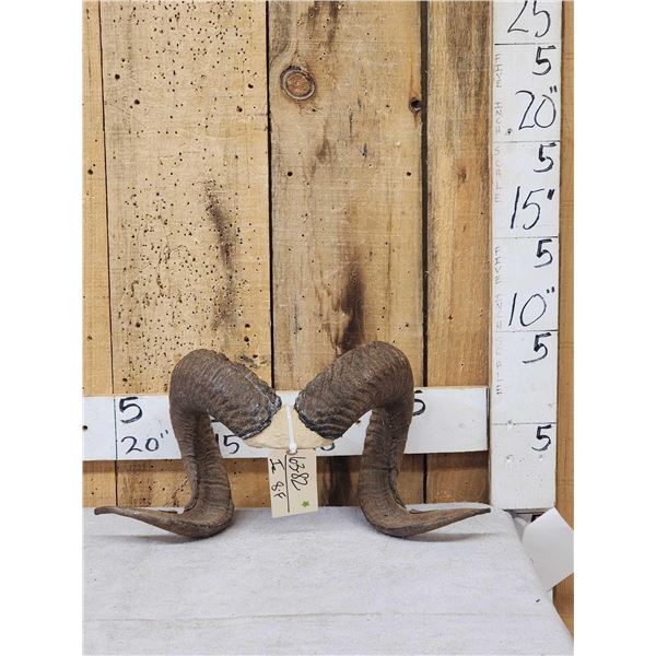 Texas Dall Ram Sheep Horns On Skull Plate Taxidermy