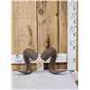 Image 1 : Texas Dall Ram Sheep Horns On Skull Plate Taxidermy